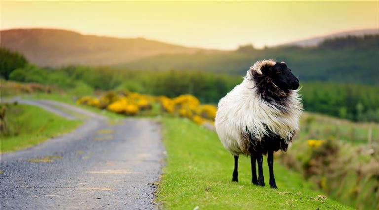 Irische Highlights ©MNStudio/istock